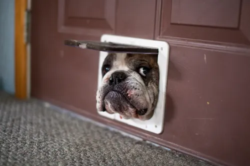 dog in door