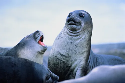 seals