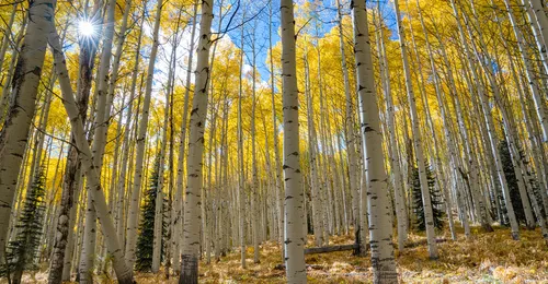 aspen trees