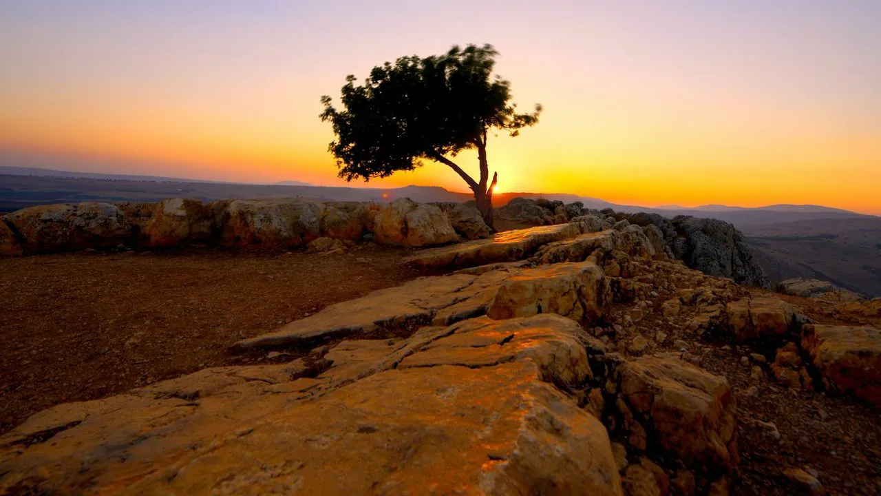 A tree grows out of rocky ground standing all alone