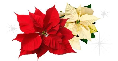 poinsettias