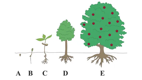 ภาพประกอบแสดงการเติบโตทางวิญญาณโดยใช้ต้นไม้