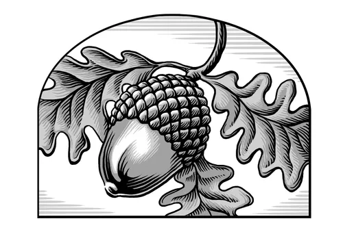 acorn and oak leaves