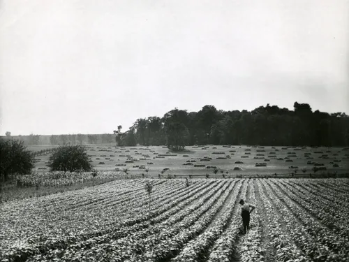 Blick auf den heiligen Hain von der Farm der Familie Smith