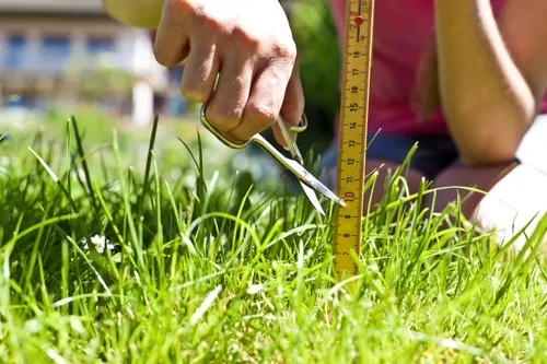 person using a ruler and scissors to cut the grass