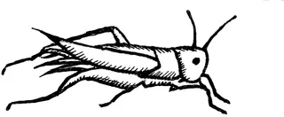 grasshopper