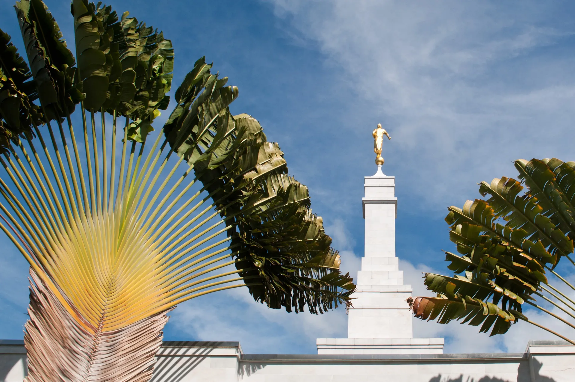 The Kona Hawaii Temple spire, including trees.