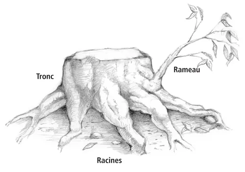 souche avec racines et branches
