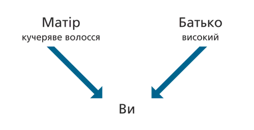 схема, батьки, якості, ви