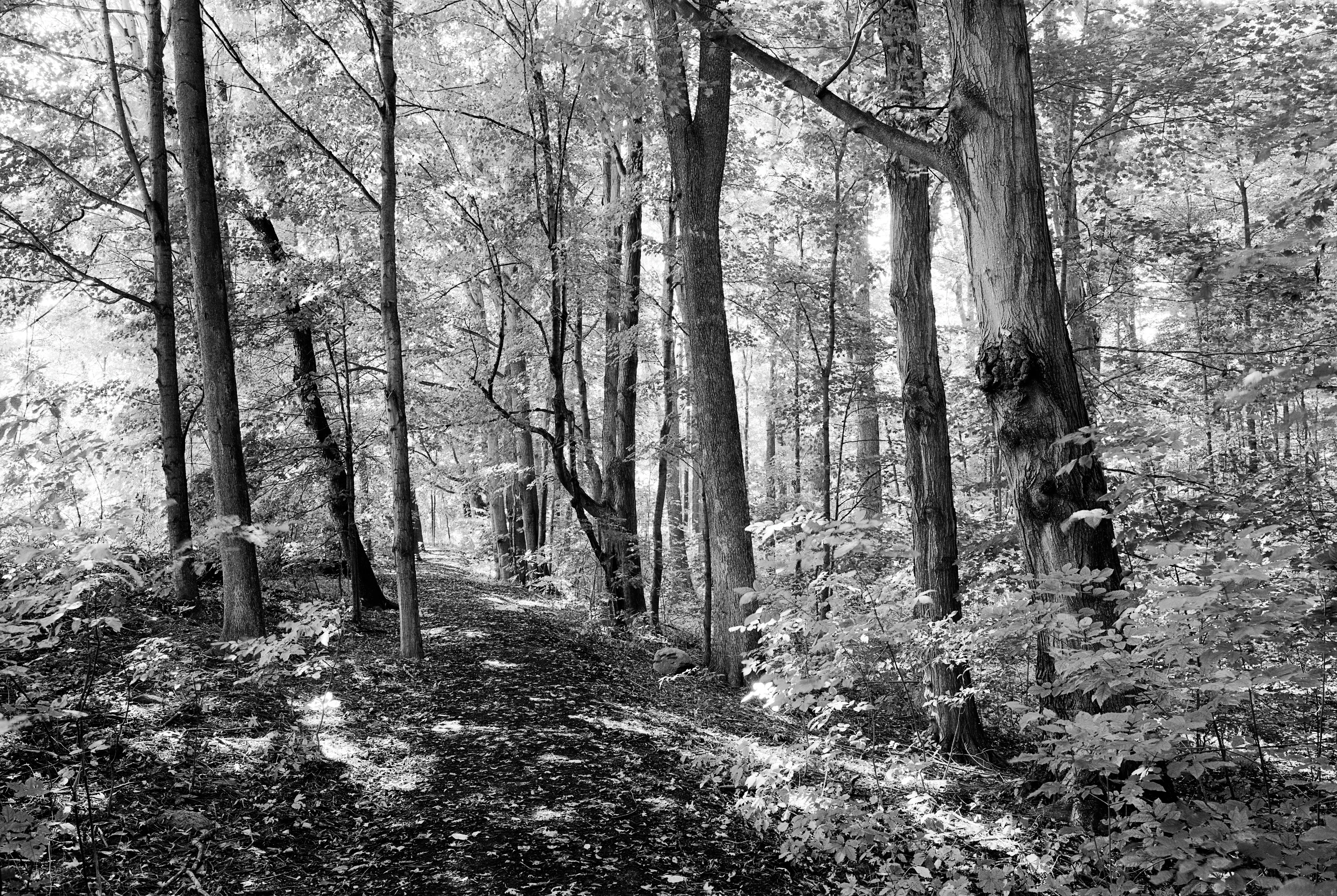 The Sacred Grove, by Craig W. Dimond