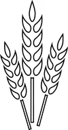 wheat drawing