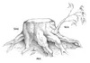 stump
