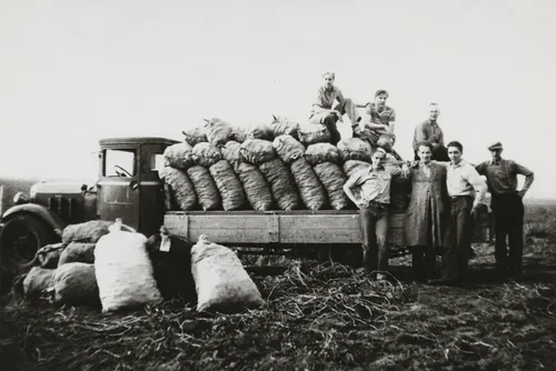 Dutch members harvesting potatoes