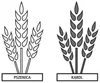 pszenica i kąkol