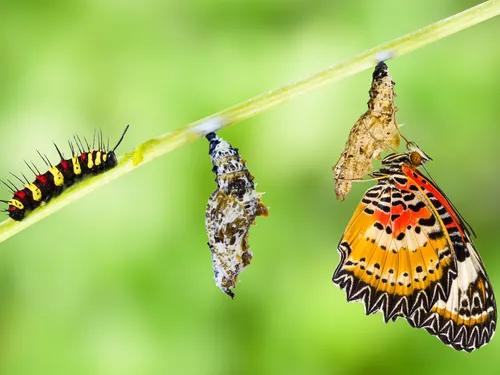 caterpillar, cocoon, and butterfly