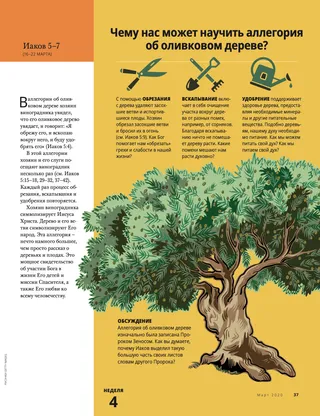 What Can We Learn from the Allegory of the Olive Tree