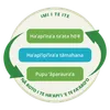 tāpura fa’a’ite ē te tītaura’a i te ’ite nā roto i te ha’api’i ’e te fa’aro’o, tei roto ato’a ïa te ’ohura’a nō te ’imira’a a te ta’ata hō’ē, te pupu ’āparaura’a ’e te ha’api’ipi’ira’a tāmahana