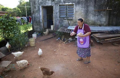 Adriana feeding chickens