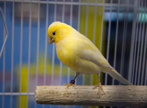 yellow canary with gray
