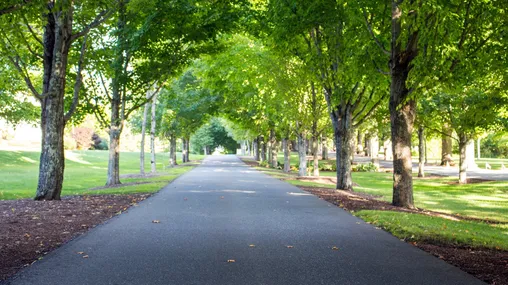 Joseph Smith Birthplace entrance road,  road with trees,
