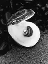 pearl in oyster shell