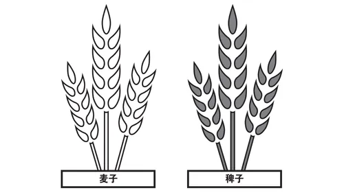对比图：一捆麦子和一捆稗子