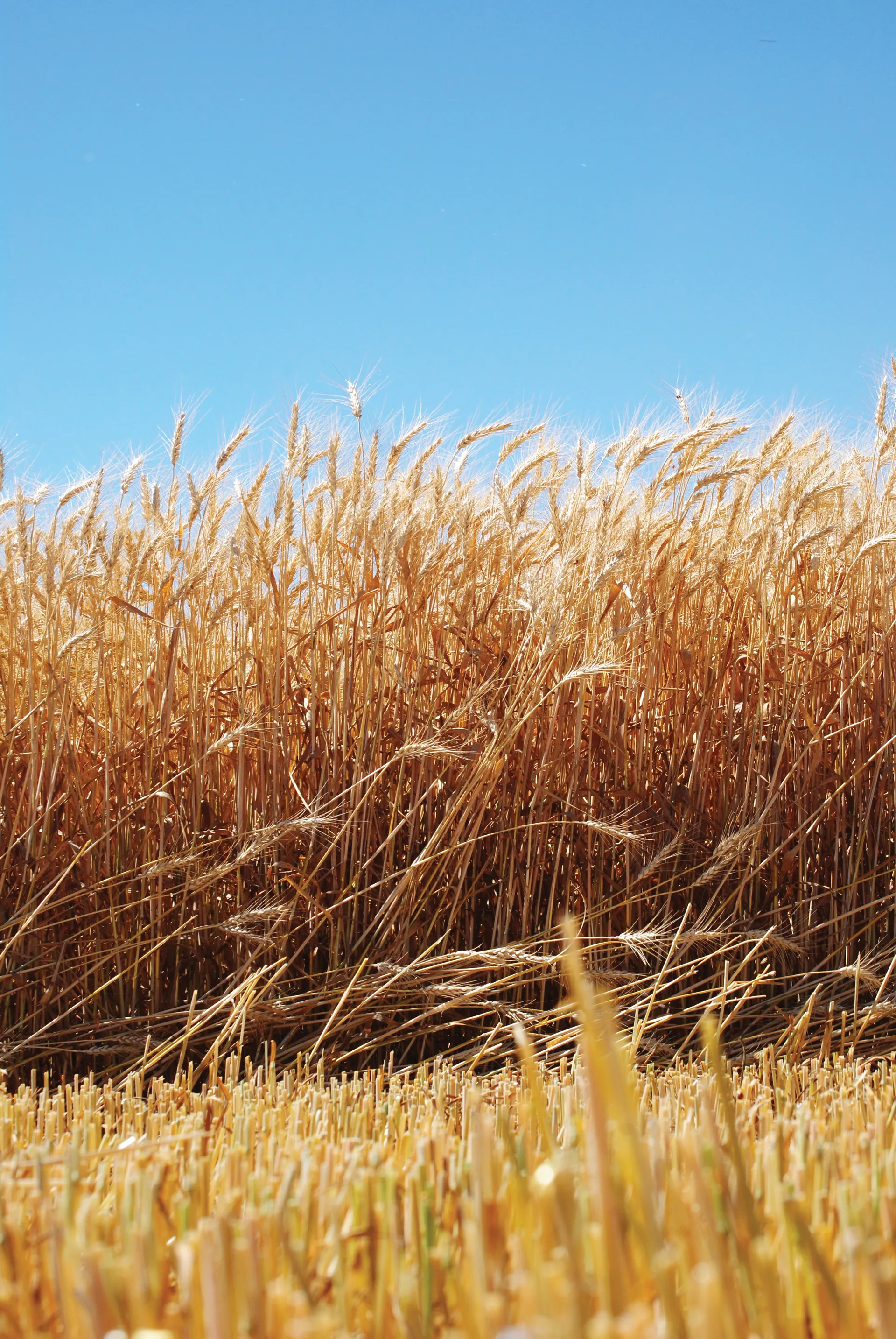 A field of golden grain.