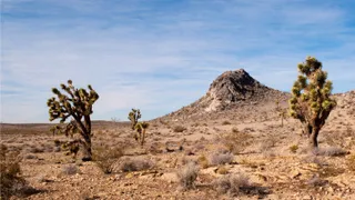 A desert landscape with cacti, tumbleweed, and shrubs and large rock in the background.