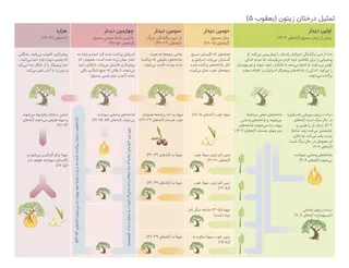 نمودار تمثیل درخت زیتون