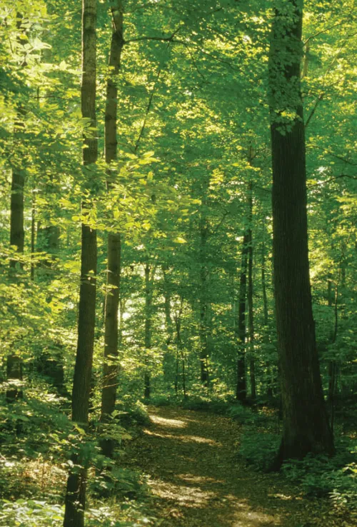 Sacred Grove; Primary manual 5-5