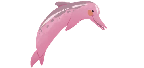 Pink dolphin
