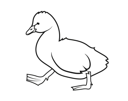 illustration of duckling