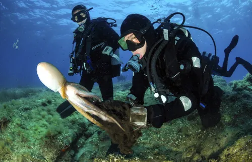 scuba divers swimming near octopus