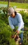 woman gardening