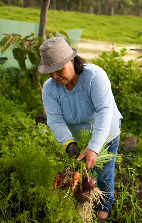 畑で作業をしている女性