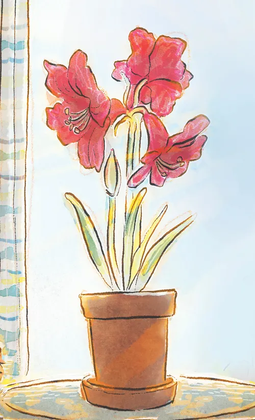 Bulak diha sa plurira