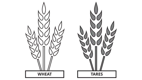 a comparison drawing of a sheave of wheat and a sheave of tares