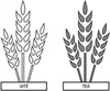 wheat, tares