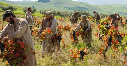 people working in a vineyard picking grapes