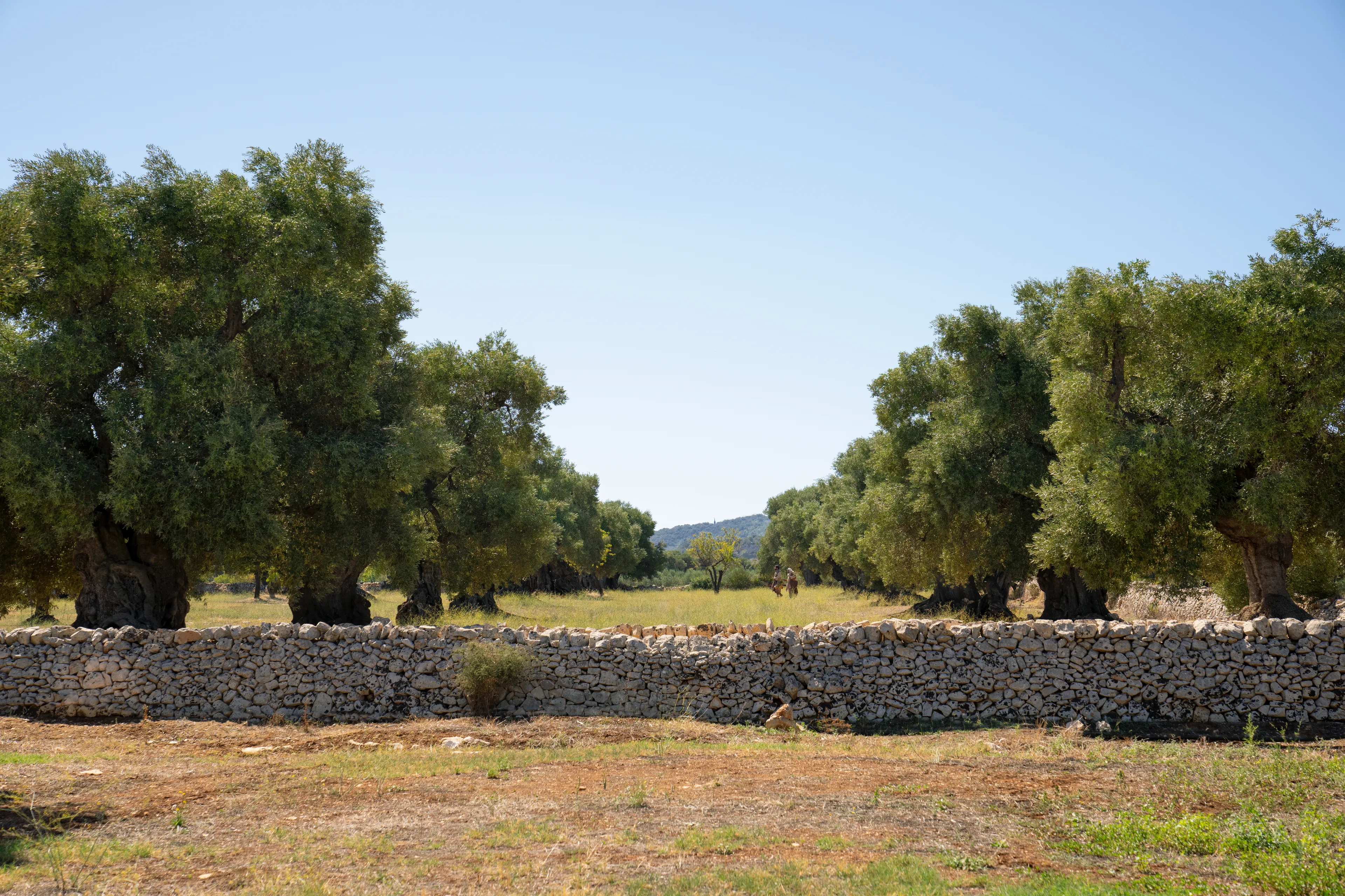 The Lord of the Vineyard and his servant prune and nourish the trees of the vineyard. This is part of the olive tree allegory mentioned in Jacob 5.
