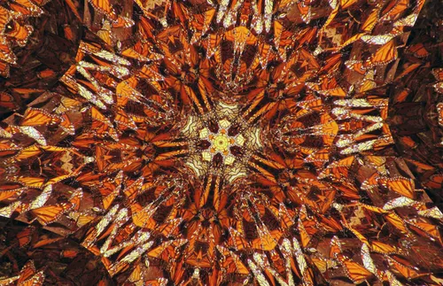 A second kaleidoscope of butterflies