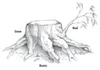 stump