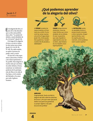 What Can We Learn from the Allegory of the Olive Tree