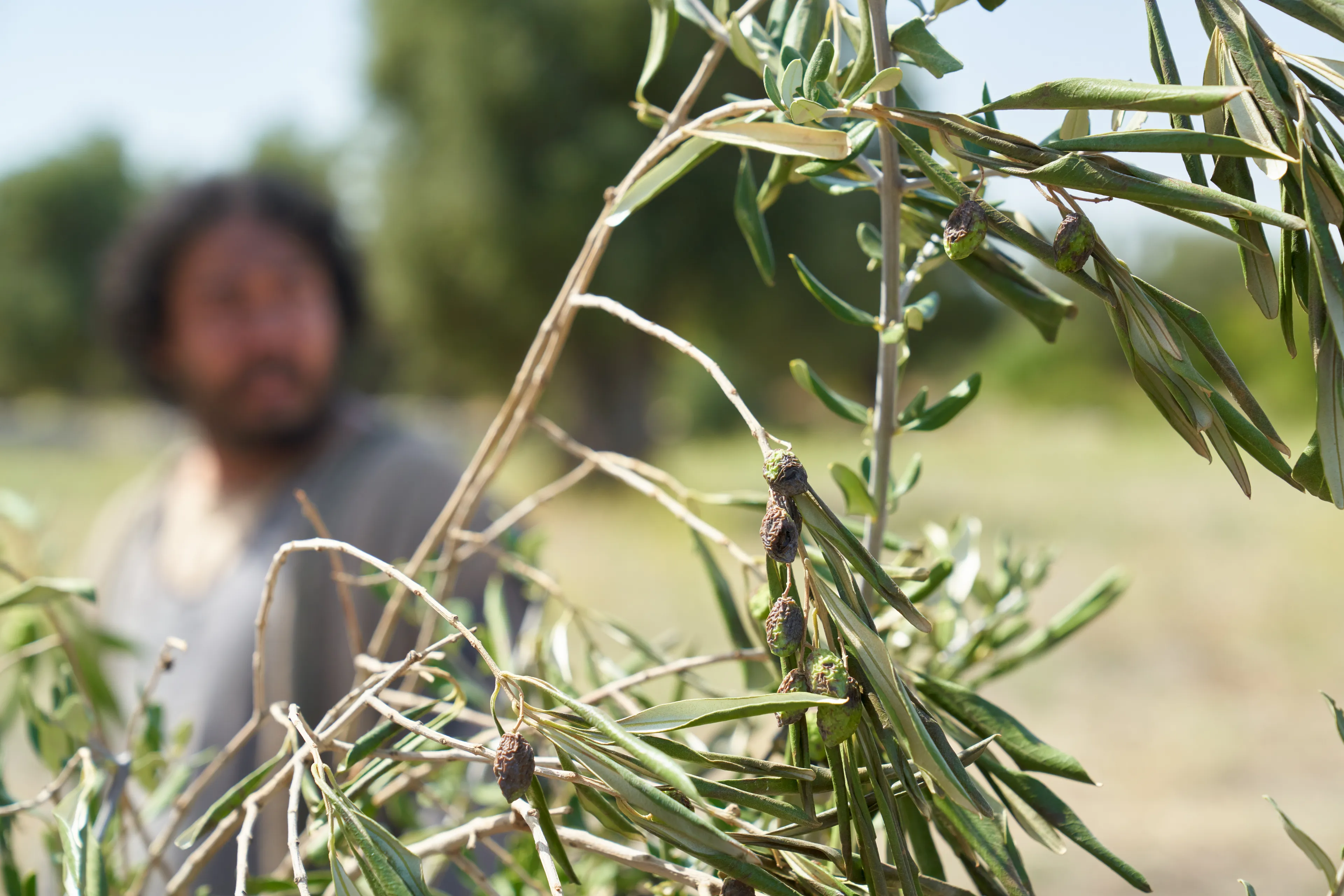 Wild fruit grows on a branch planted in a good spot by the Lord of the Vineyard. This is part of the olive tree allegory mentioned in Jacob 5.