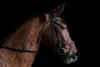 bridled horse