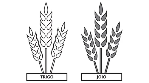 desenho comparativo de um feixe de trigo e um feixe de joio