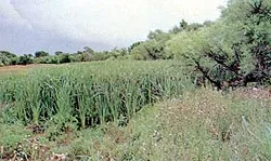 Horse Shoe Creek west of Glendo, Wyoming
