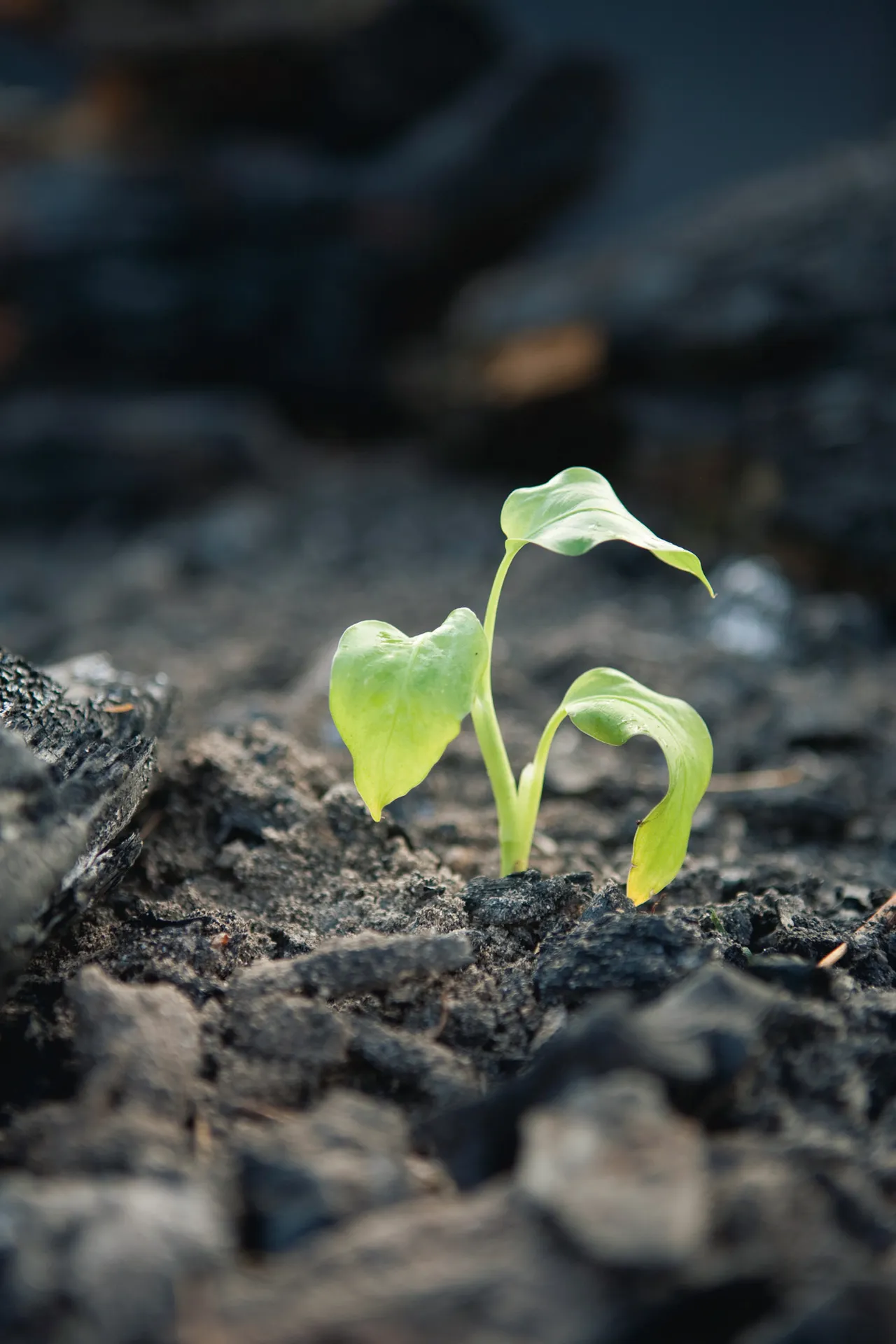 A small plant sprouts leaves just above the dirt.