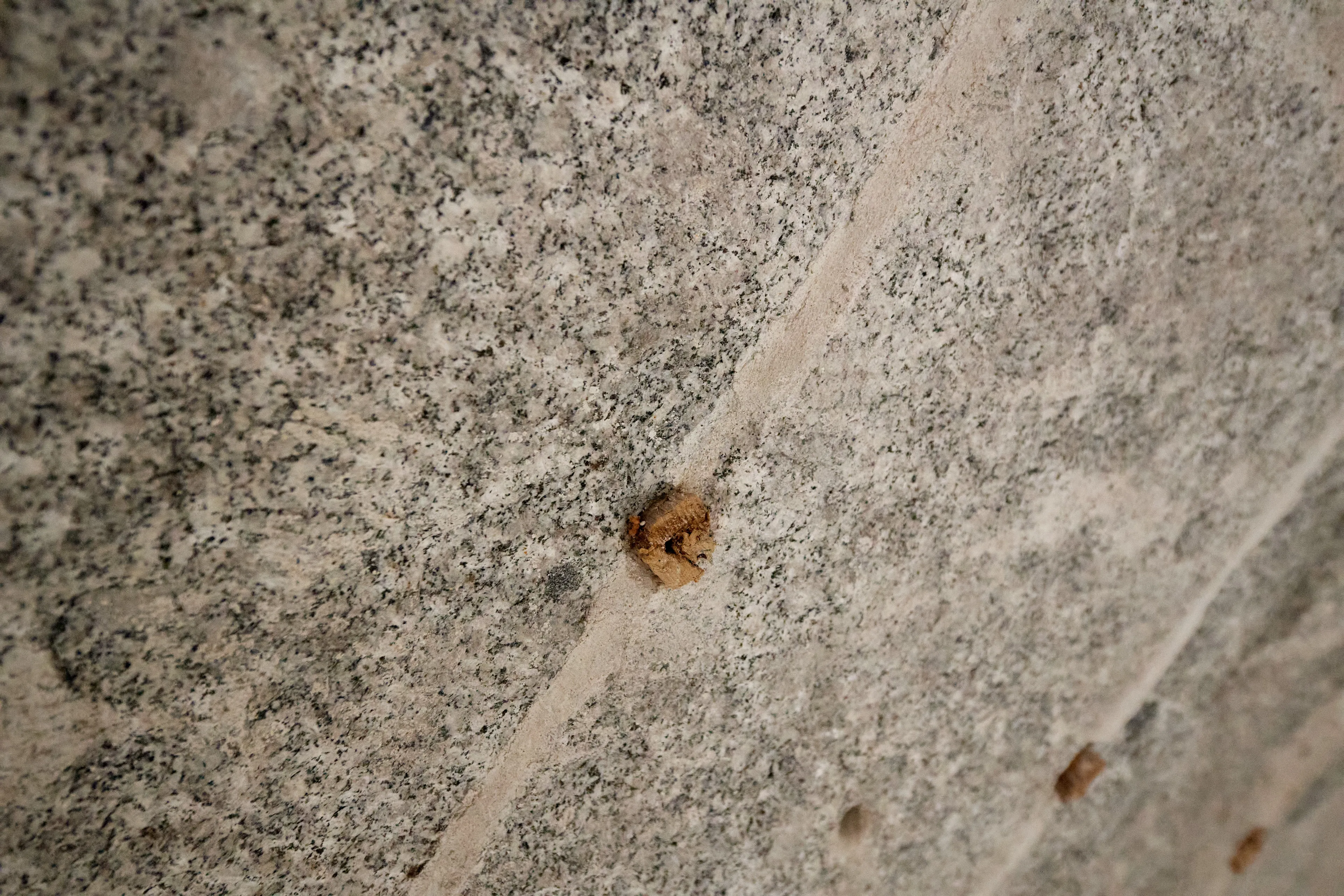 Construction on the Salt Lake Temple during September, 2020. Construction workers are working inside the temple. 