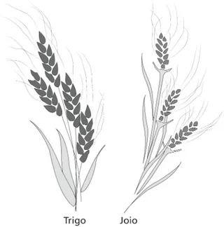 trigo, joio